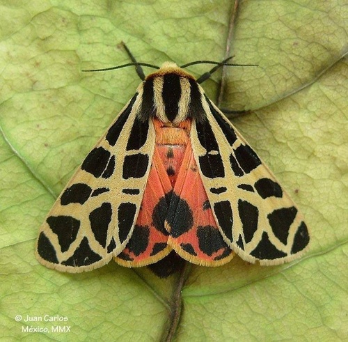 Mexican Tiger Moth