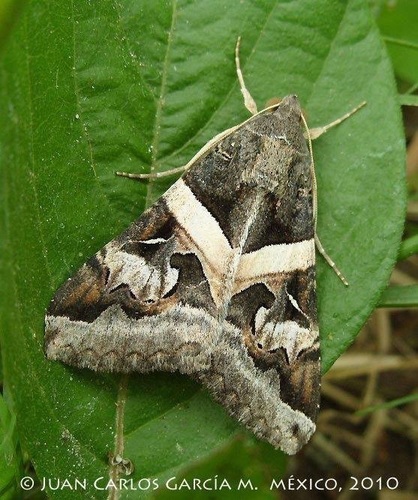 Indomitable Graphic Moth