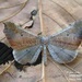 Macrosoma rubedinaria - Photo (c) Juan Carlos Garcia Morales, all rights reserved, uploaded by Juan Carlos Garcia Morales