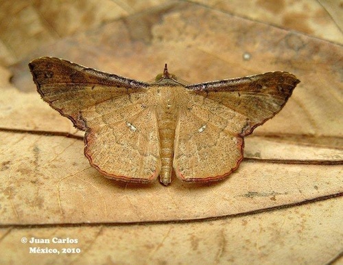 Clapra