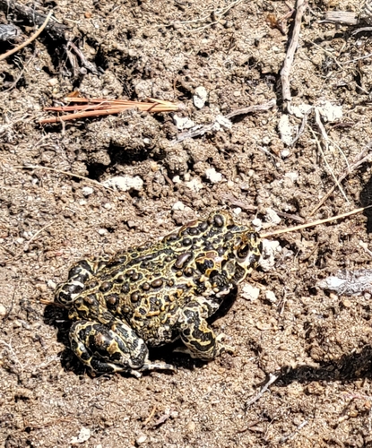 iNaturalist observation photo of Yosemite Toad