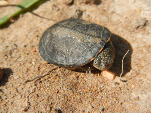 Williams’ African Mud Turtle