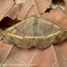 Epidromia rotundata - Photo 由 Juan Carlos Garcia Morales 所上傳的 (c) Juan Carlos Garcia Morales，保留所有權利