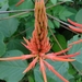 Erythrina sousae - Photo 由 Francisco Antonio Pacheco López 所上傳的 (c) Francisco Antonio Pacheco López，保留所有權利