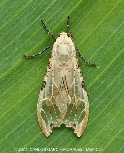 Psychophasma erosa Herrich-Schäffer, 1858