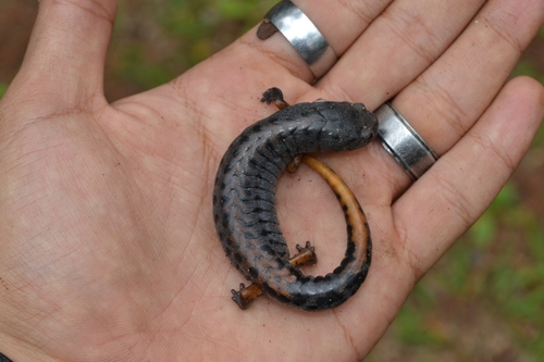 Conant's False Brook Salamander