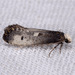 Western Clothes Moth - Photo (c) Gary McDonald, all rights reserved, uploaded by Gary McDonald