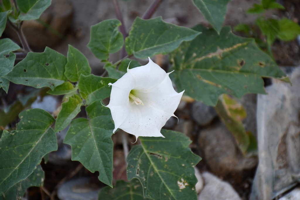 Desert thornapple