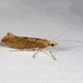 Ypsolopha cervella - Photo (c) Gary McDonald, all rights reserved, uploaded by Gary McDonald