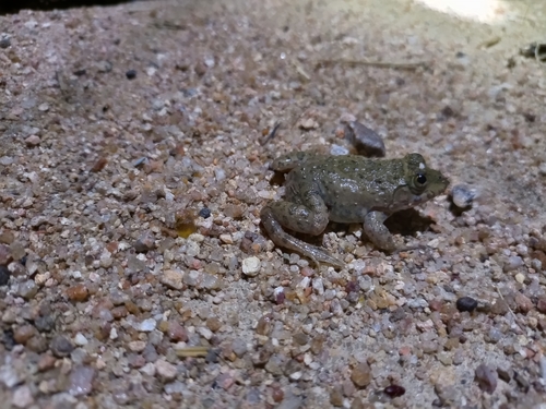 Crowned bullfrog