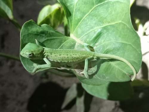 African Chameleon