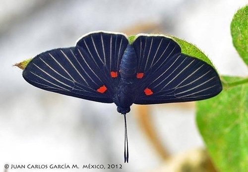 White-rayed Metalmark