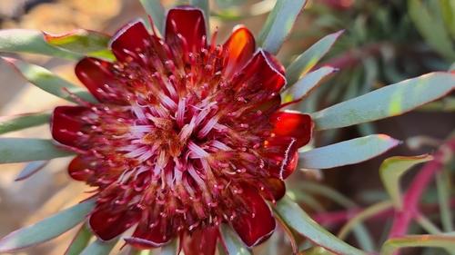 Protea canaliculata Andrews
