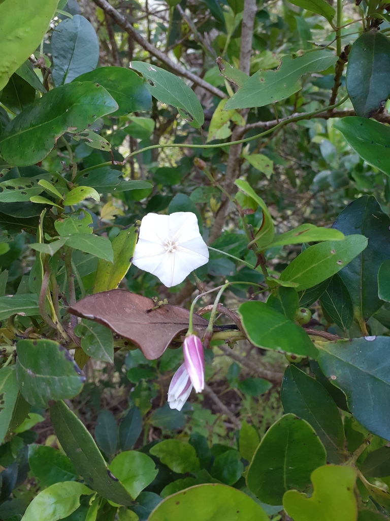 Bindweed