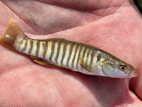 Northern Plains Killifish