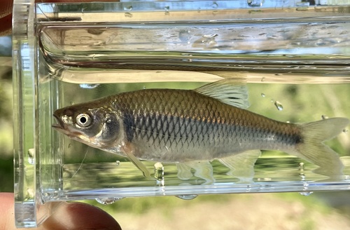 Spotfin Shiner