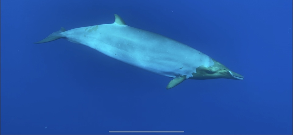 Dense-beaked Whale from Oceano Atlântico Norte, PT on June 21, 2021 at ...