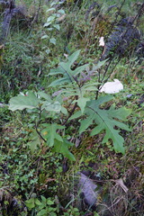 Solanum stellatiglandulosum image
