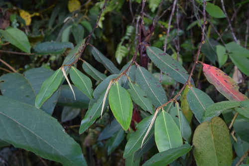 Freziera arbutifolia image