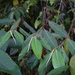 Freziera arbutifolia - Photo (c) fjroldan, all rights reserved