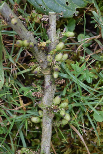 Cestrum ochraceum image