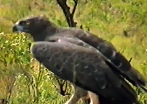 Martial Eagle