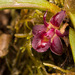 Epidendrum rhodovandoides - Photo (c) Sebastian Vieira-Uribe, todos os direitos reservados, uploaded by Sebastian Vieira-Uribe