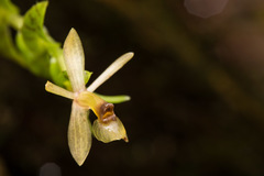Epidendrum stanhopeanum image