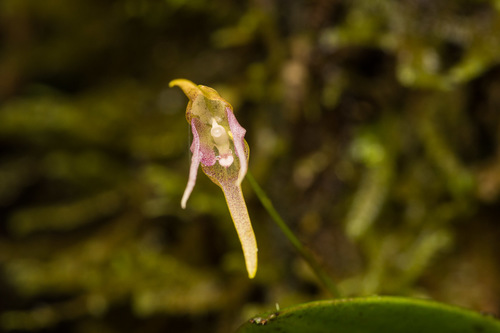 Tetragona Orchid