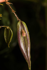Lepanthes troxis image