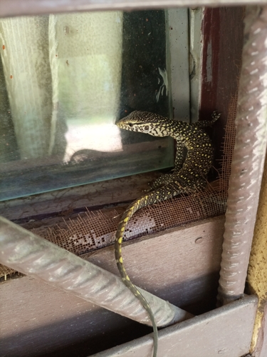 Nile Monitor