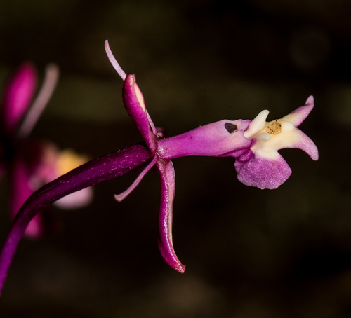 Epidendrum ionodesme image