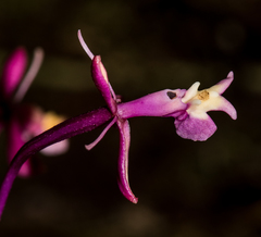 Image of Epidendrum ionodesme