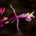 Epidendrum ionodesme - Photo (c) Luis Eduardo Mejia, todos os direitos reservados, uploaded by Luis Eduardo Mejia