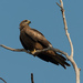 Australian Black Kite - Photo (c) Mike Hooper, all rights reserved, uploaded by Mike Hooper