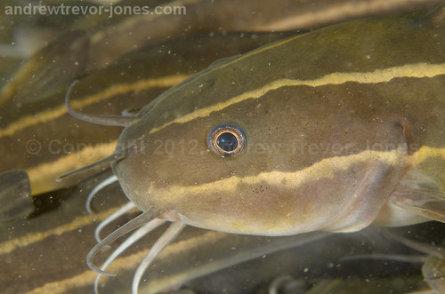 Striped Eel Catfish