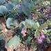 photo of Colorado Four O'clock (Mirabilis multiflora)