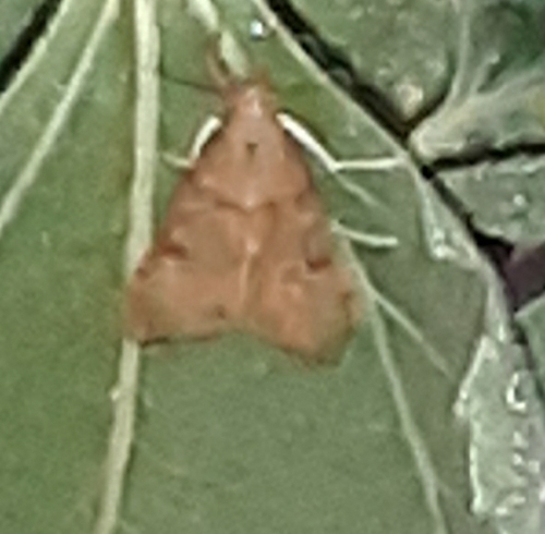 photo of Genista Broom Moth (Uresiphita reversalis)