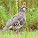 Red-legged Partridge - Photo (c) janeyd, all rights reserved, uploaded by janeyd