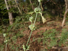 Image of Dicliptera verticillata