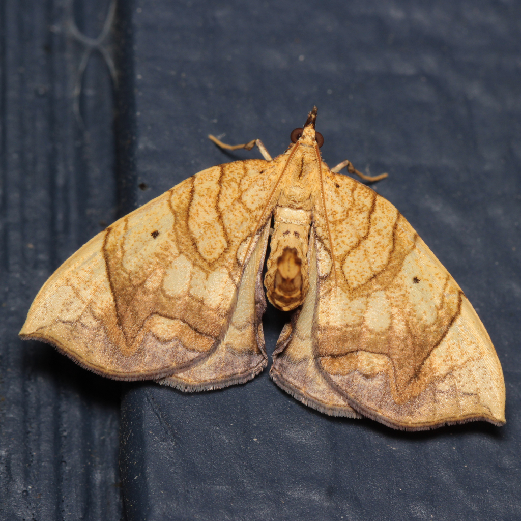 Greater Grapevine Looper Moth from 160 Jackson Mill Rd, Weston, WV ...