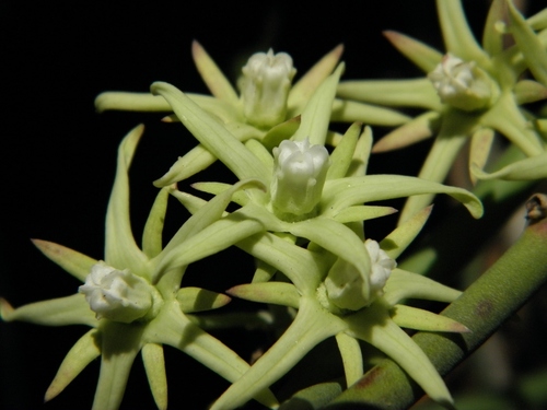 Araujia odorata (Hook. & Arn.) Fontella & Goyder