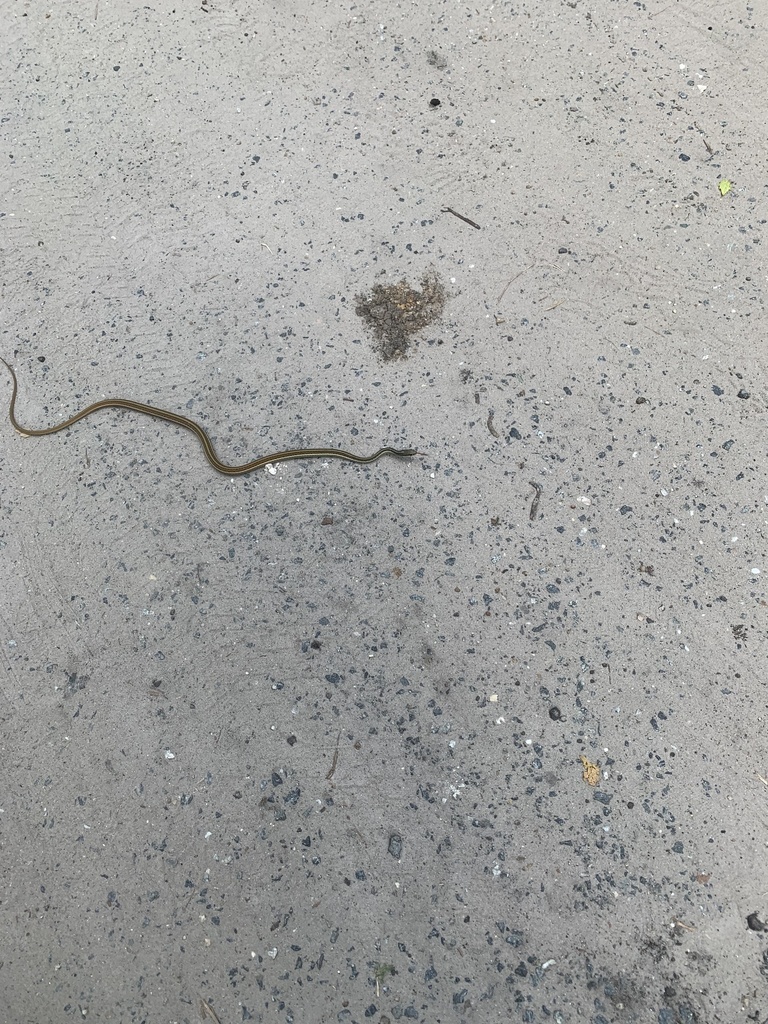 Common Ribbon Snake From Mill Branch Rd, Tallahassee, FL, US On June 12 ...