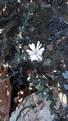 Peers' diadem (Trichodiadema peersii)