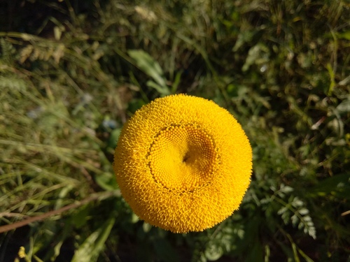 Chrysanthemum × grandiflorum — search result for 'Asteraceae'