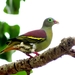 Thick-billed Green-Pigeon - Photo (c) johsan65, all rights reserved
