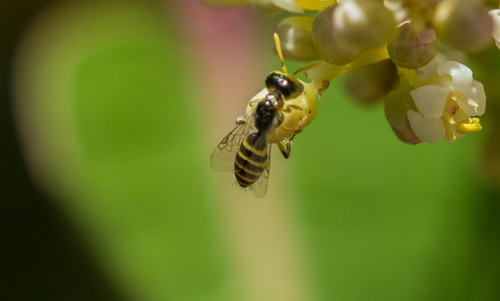 photo of Rhus Fairy Bee (Perdita rhois)