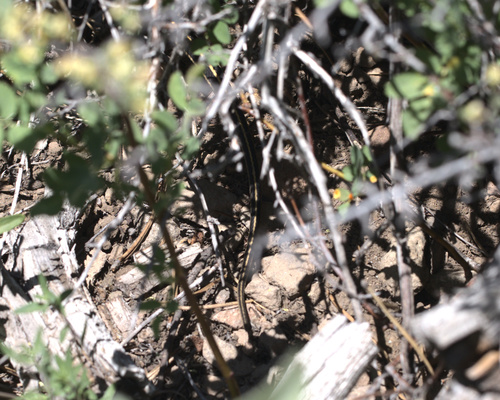 iNaturalist observation photo of Western Terrestrial Garter Snake