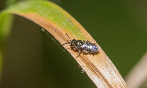 photo of Metallic Sweat Bees (Dialictus)