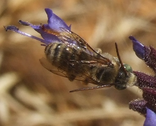 photo of Apine Bees (Apinae)